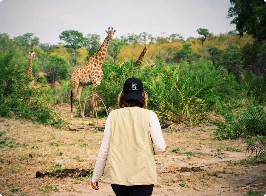 On safari - woman approaching giraffes in their native habitat.